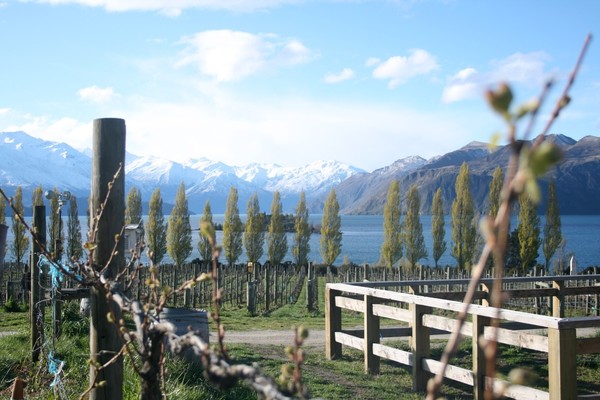 Rippon Briar Vines